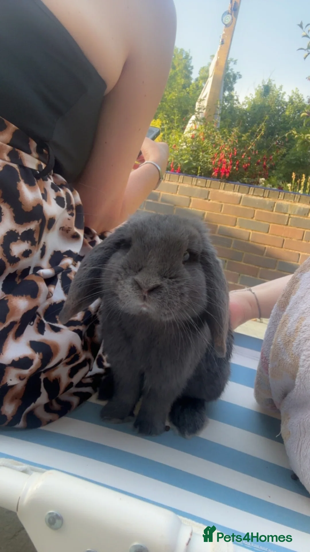 Mini Lop rabbits for sale: rabbit  in Leicester - Advert 2