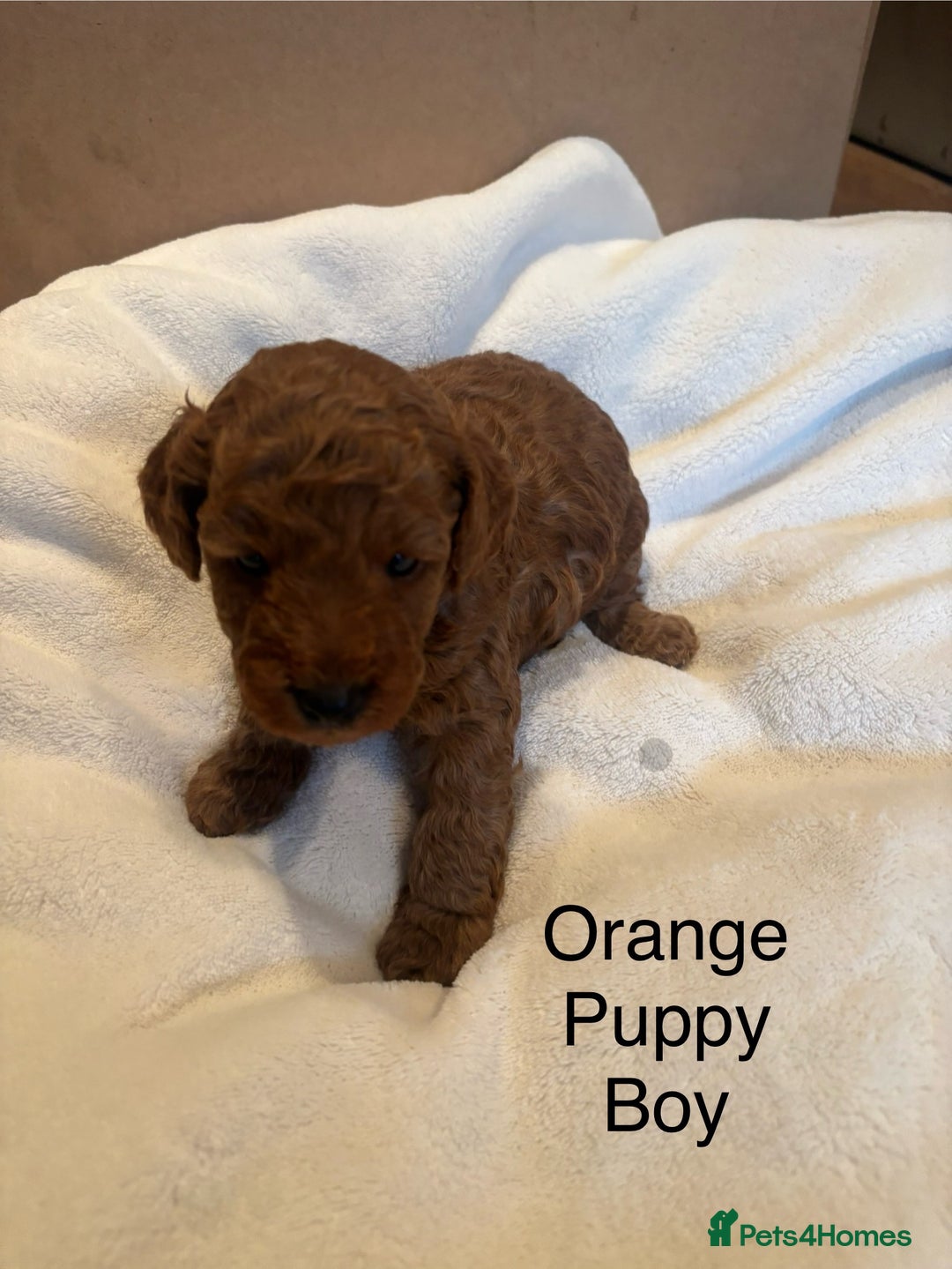 Miniature Poodle dogs for sale: KC Registered red miniature poodles  - Advert 18