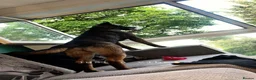 Mixed Breed dogs for sale: AkitaX malinois  in Bradford - Advert 4