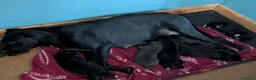 Cane Corso dogs for sale: Cane corso puppies - Advert 18