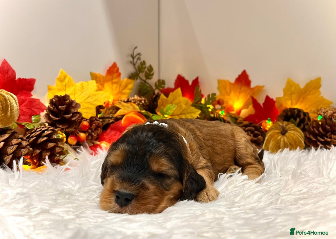 Cockapoo dogs for sale: 🌟Rare Reverse F1B Sable🌟DNA CLEAR Mini Cockapoos - Image 14