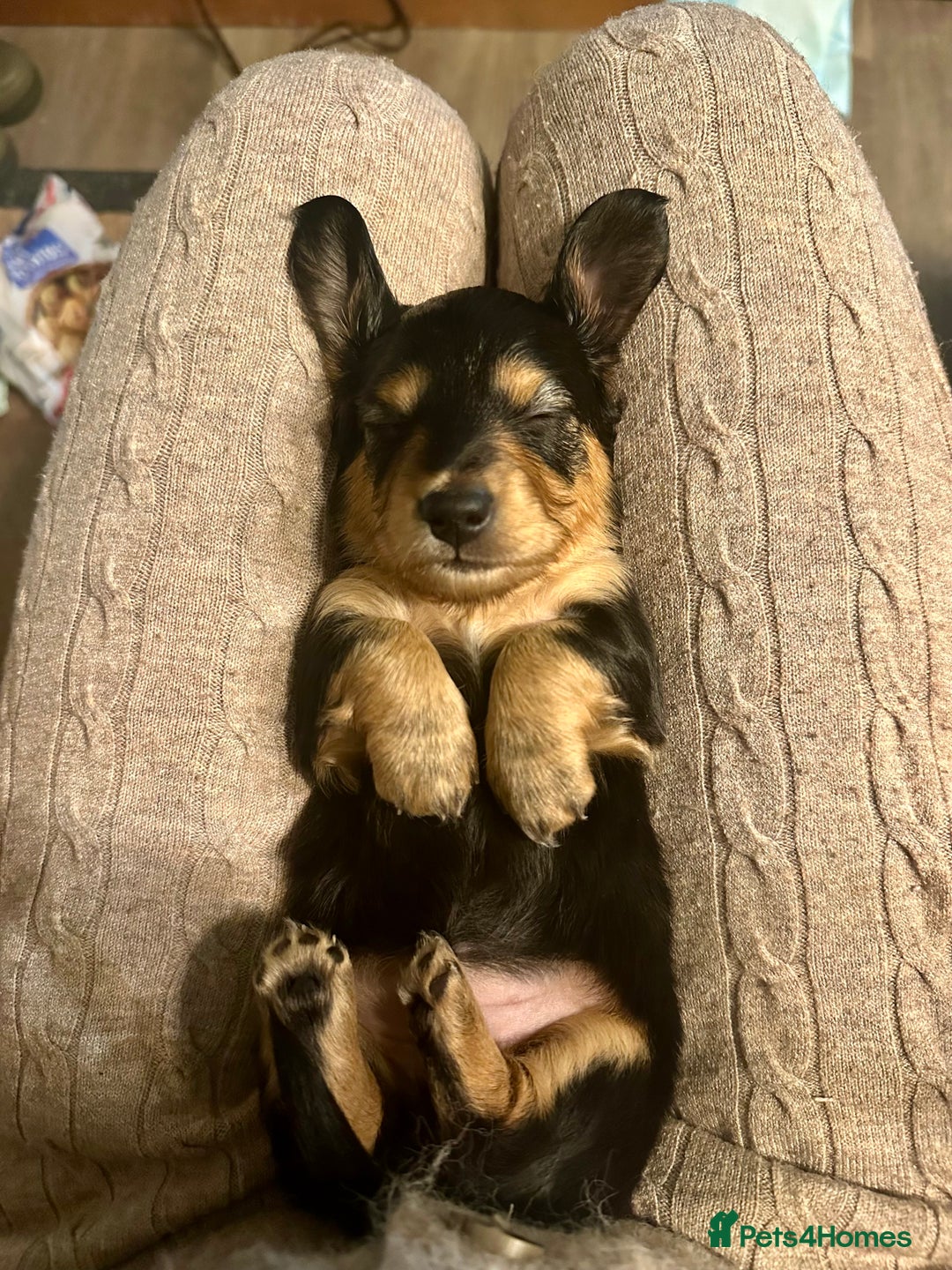 Miniature Dachshund dogs for sale: KC reg Long haired miniature dachshund puppies - Advert 16