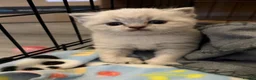 British Shorthair cats for sale: British shothair cute kittens  - Advert 24