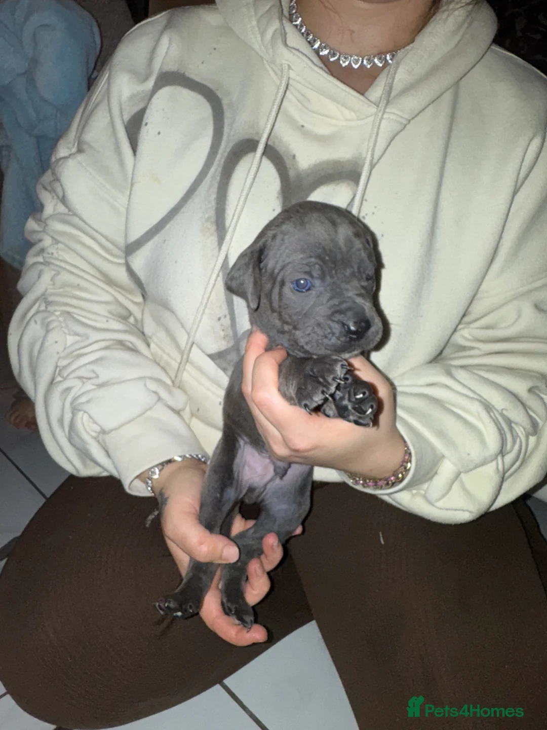Cane Corso dogs for sale: Outstanding cane corso pups 🐶  - Advert 29