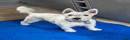 West Highland Terrier dogs for sale: WestHighland White Male 10 Months old in Ely - Advert 10