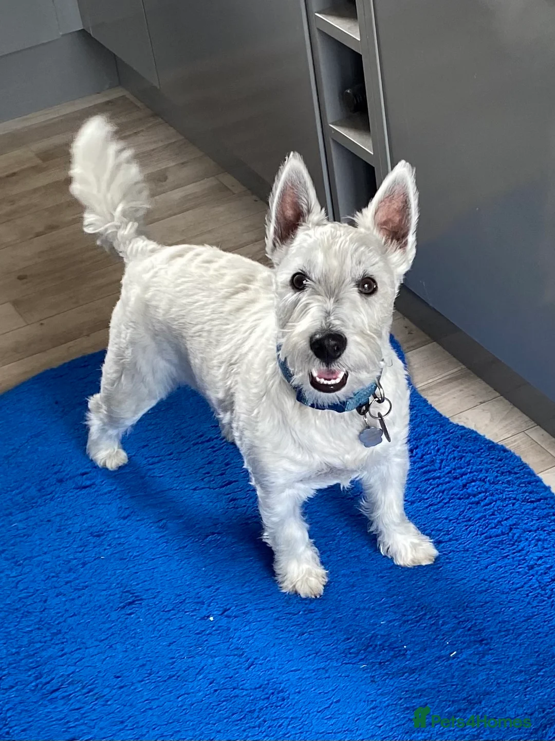 West Highland Terrier dogs for sale: WestHighland White Male 10 Months old in Ely - Advert 10