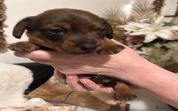 Miniature Dachshund dogs for sale: Kennel club registered litter of 4 pups - Image 7