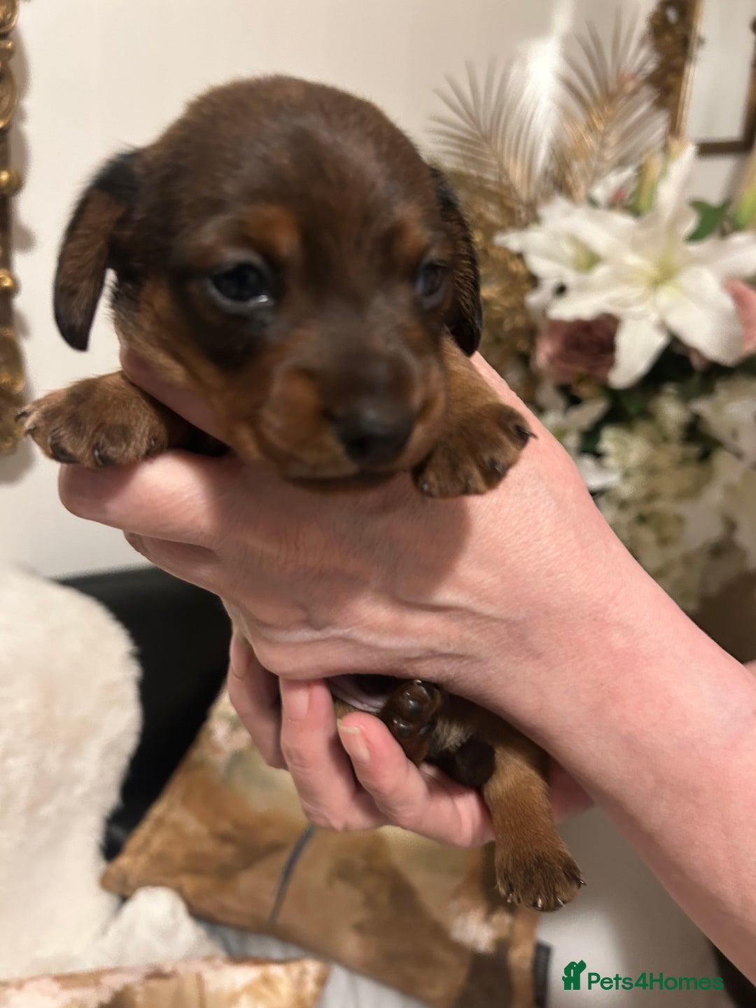 Miniature Dachshund dogs for sale: Kennel club registered litter of 4 pups - Image 7