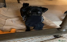 Pug dogs for sale: Black pug for a new home - Image 3