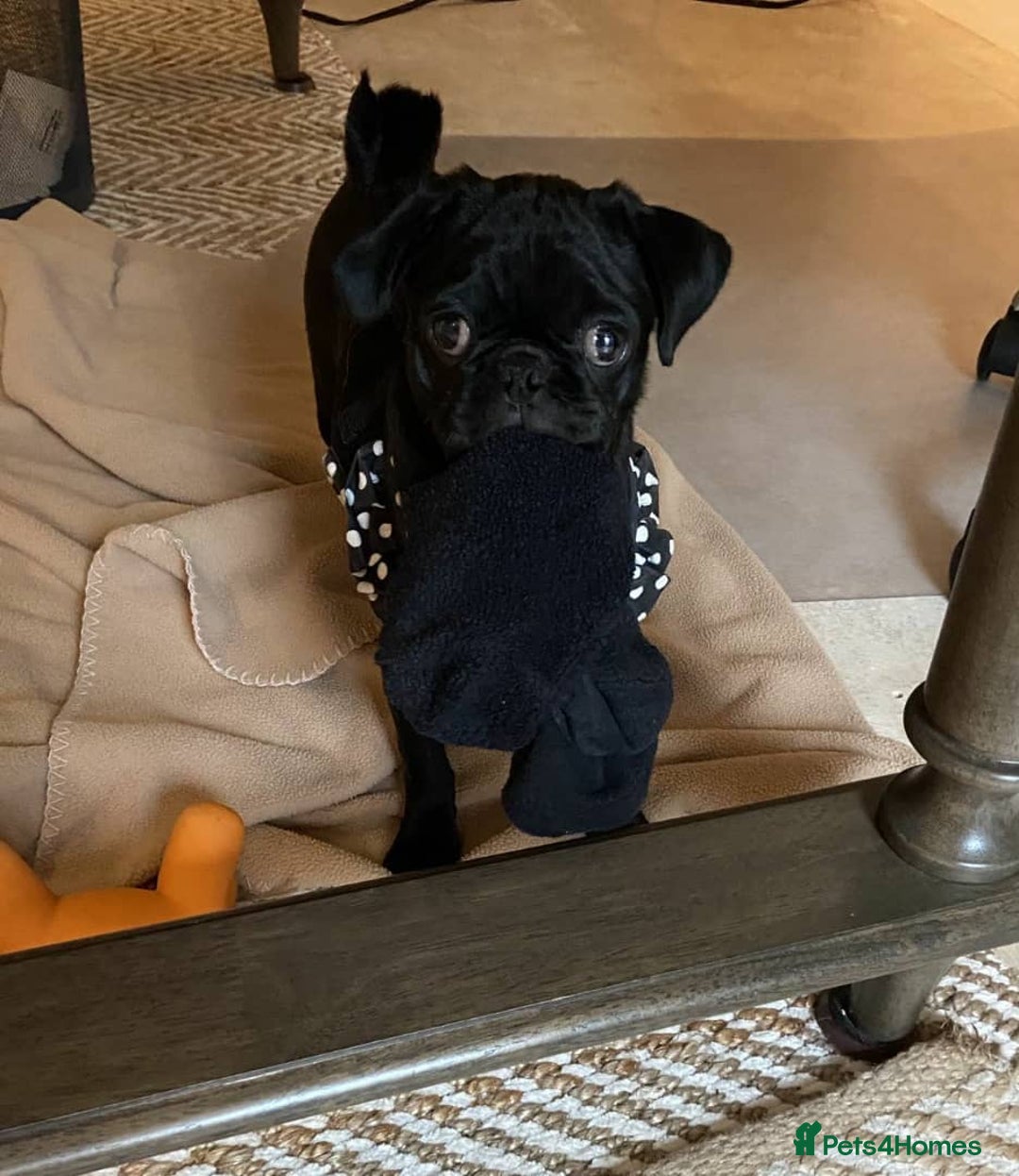 Pug dogs for sale: Black pug for a new home - Image 3