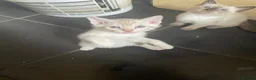 Bengal cats for sale: BEAUTIFUL❤️ OUTSTANDING FELINES KITTENS 🐈‍⬛❤️ - Advert 4