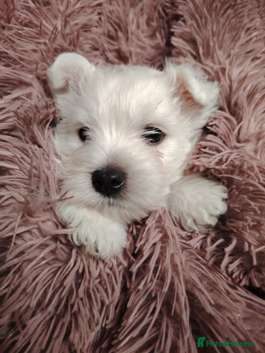 West Highland Terrier dogs for sale: West highland terrier puppies pedigree kc reg - Advert 6