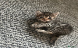 Abyssinian cats for sale: Tabby kittens  - Image 3
