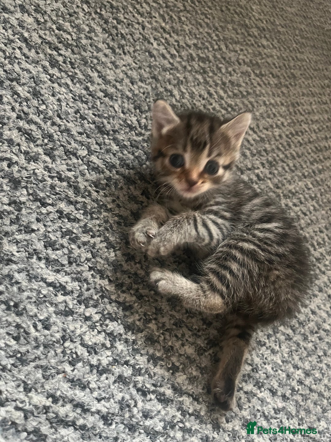 Abyssinian cats for sale: Tabby kittens  - Image 3