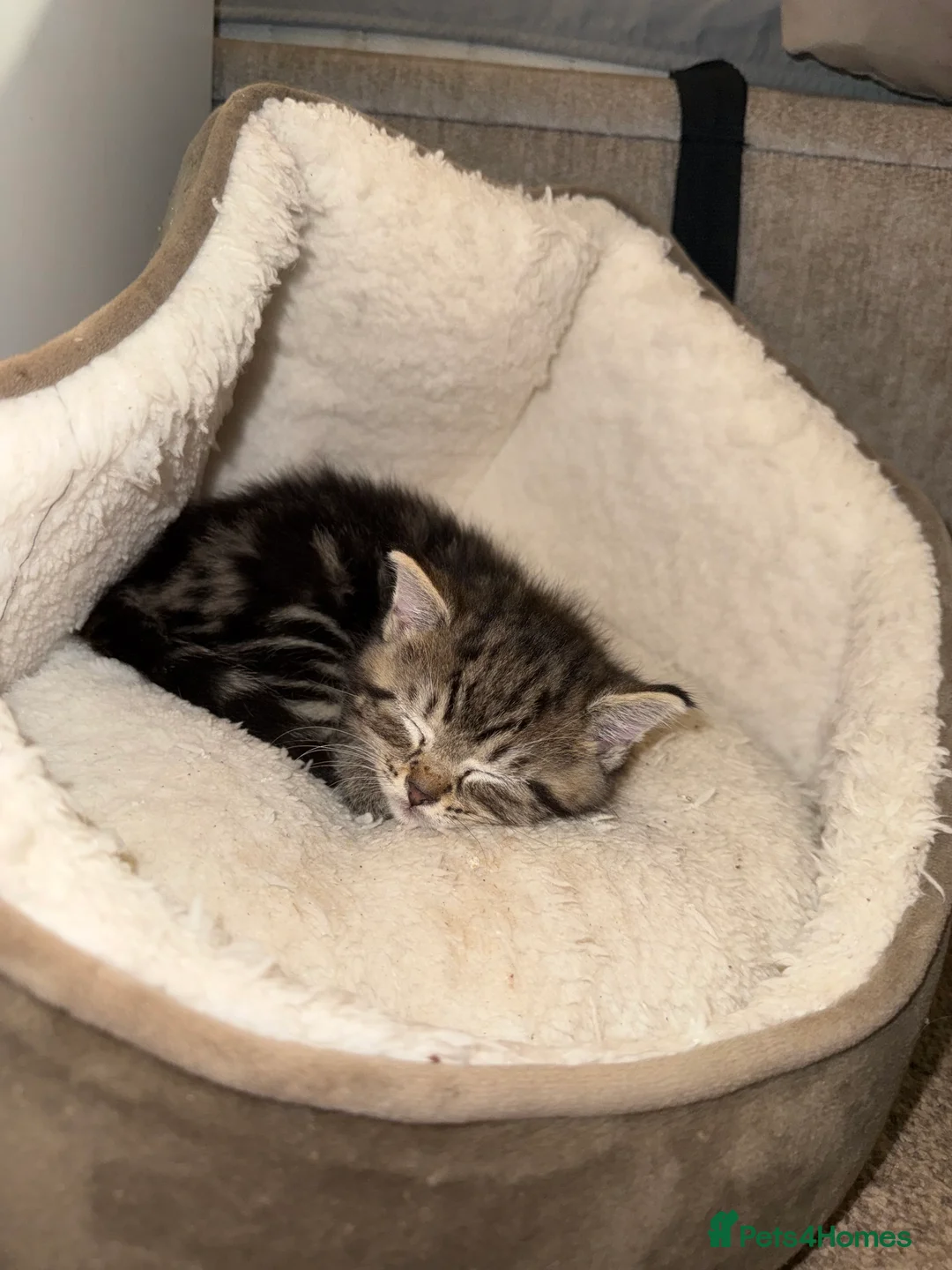 Domestic Shorthair cats for sale: Gorgeous Kittens 4 girls 1 boy - Advert 15