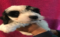 Cavachon dogs for sale: Beautiful cavachon pups - Image 2
