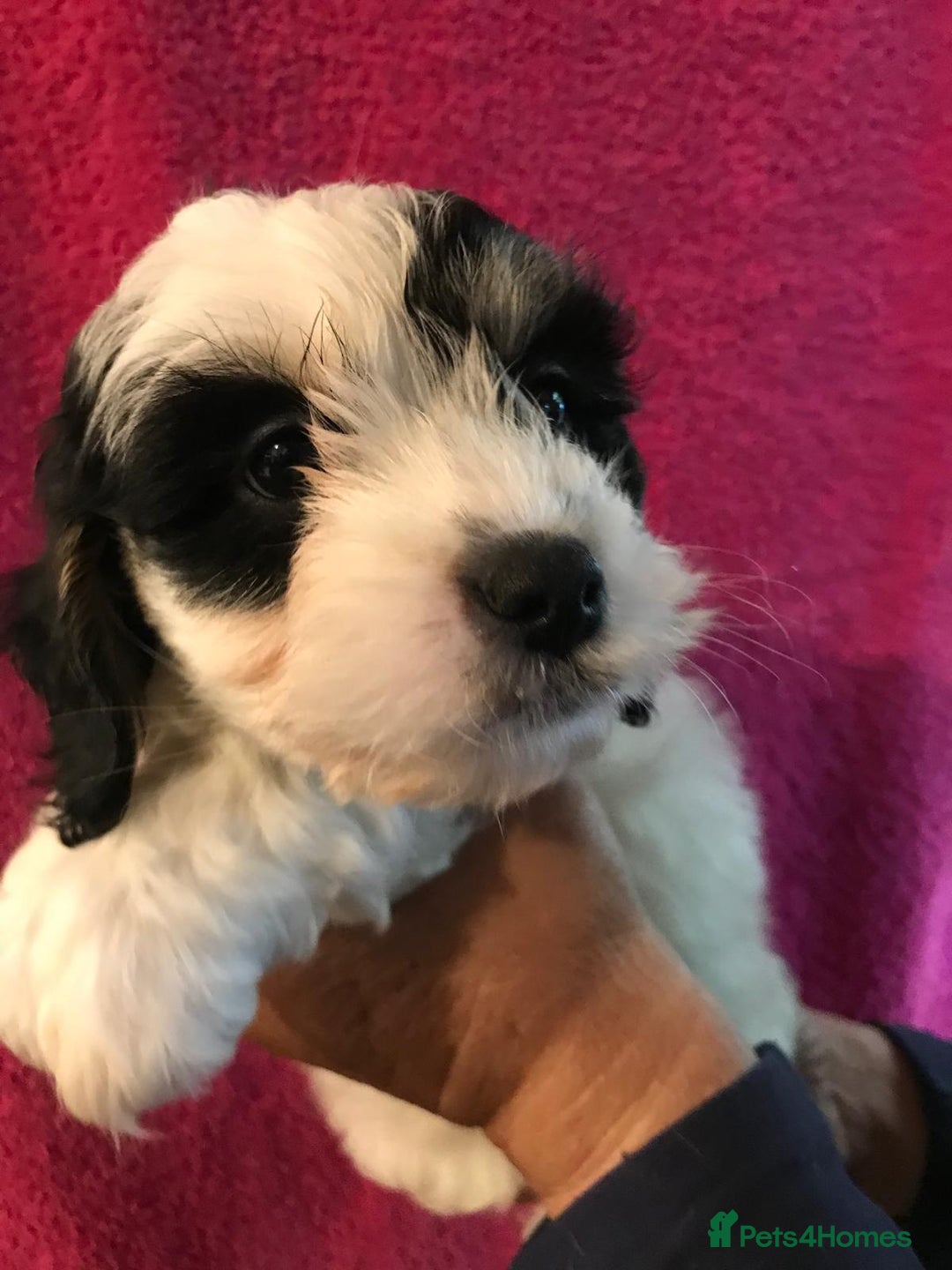 Cavachon dogs for sale: Beautiful cavachon pups - Image 2