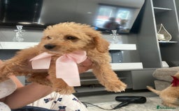 Jackapoo dogs for sale: Cream jackapoos f1b short legged  - Image 11