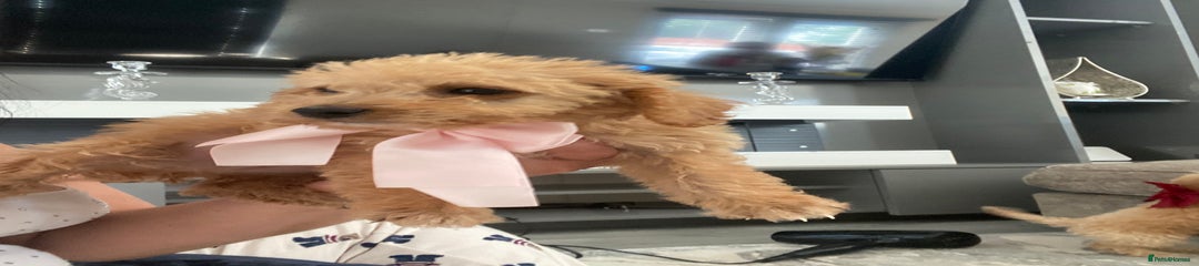 Jackapoo Puppy 2