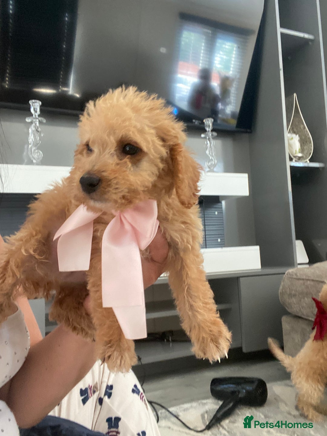 Jackapoo dogs for sale: Cream jackapoos f1b short legged  - Image 11