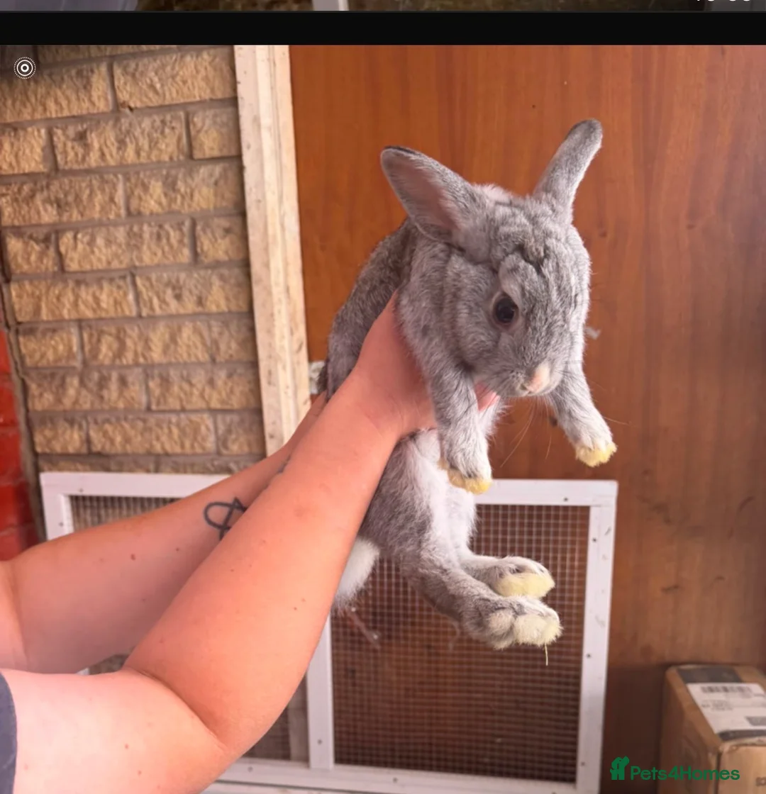 Dwarf Lop rabbits for sale: Mini lops in Manchester - Advert 2