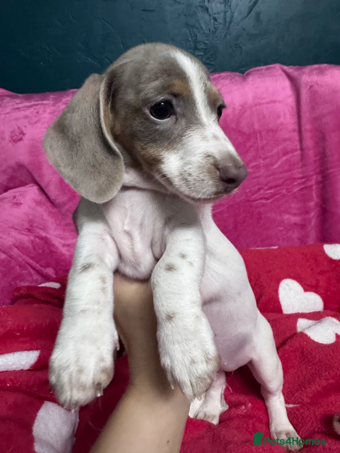 Miniature Dachshund dogs for sale: 4 cute piebald miniature dachshunds available  - Advert 5