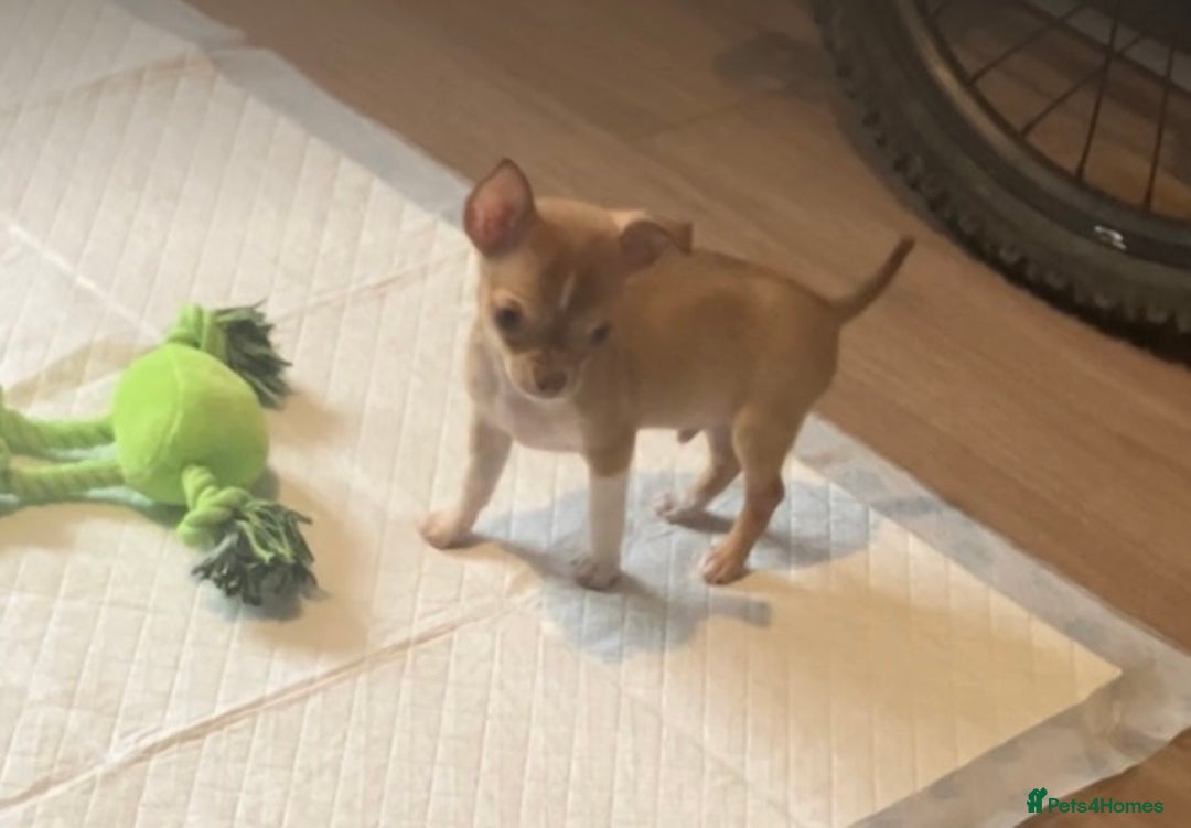 Chihuahua dogs for sale: CHIHUAHUA PUPPIES - Image 6