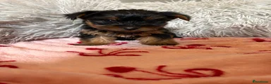 Yorkshire Terrier 5