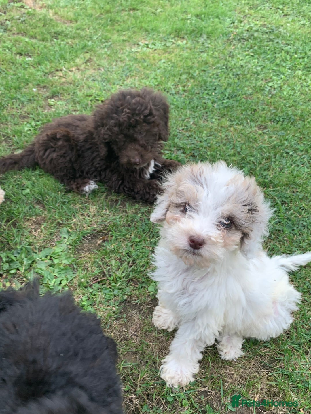 Cockapoo dogs for sale: Amazing cockapoo puppies  - Image 9