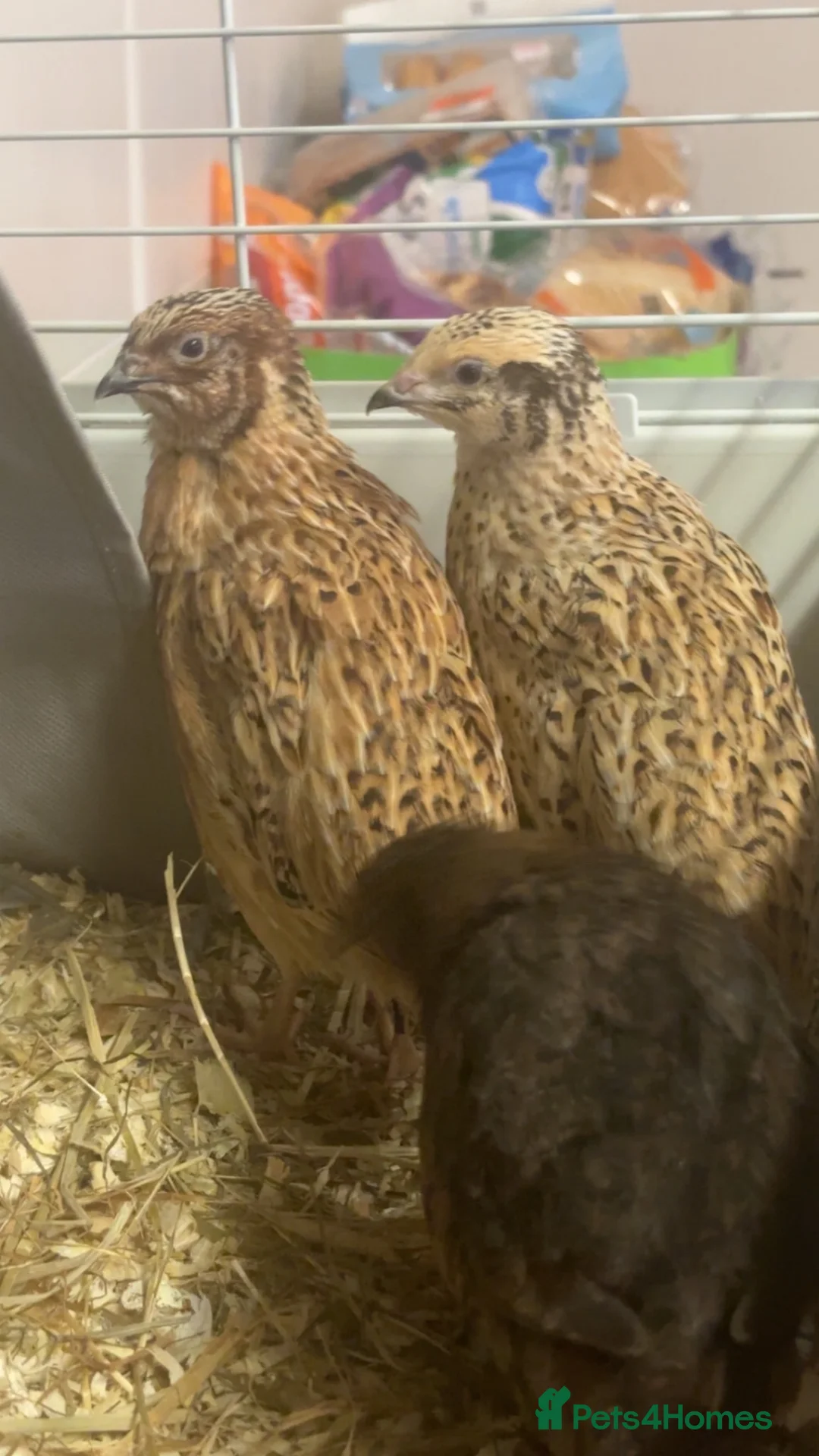 Quail poultry for sale: Male Quails ready to leave  - Advert 2