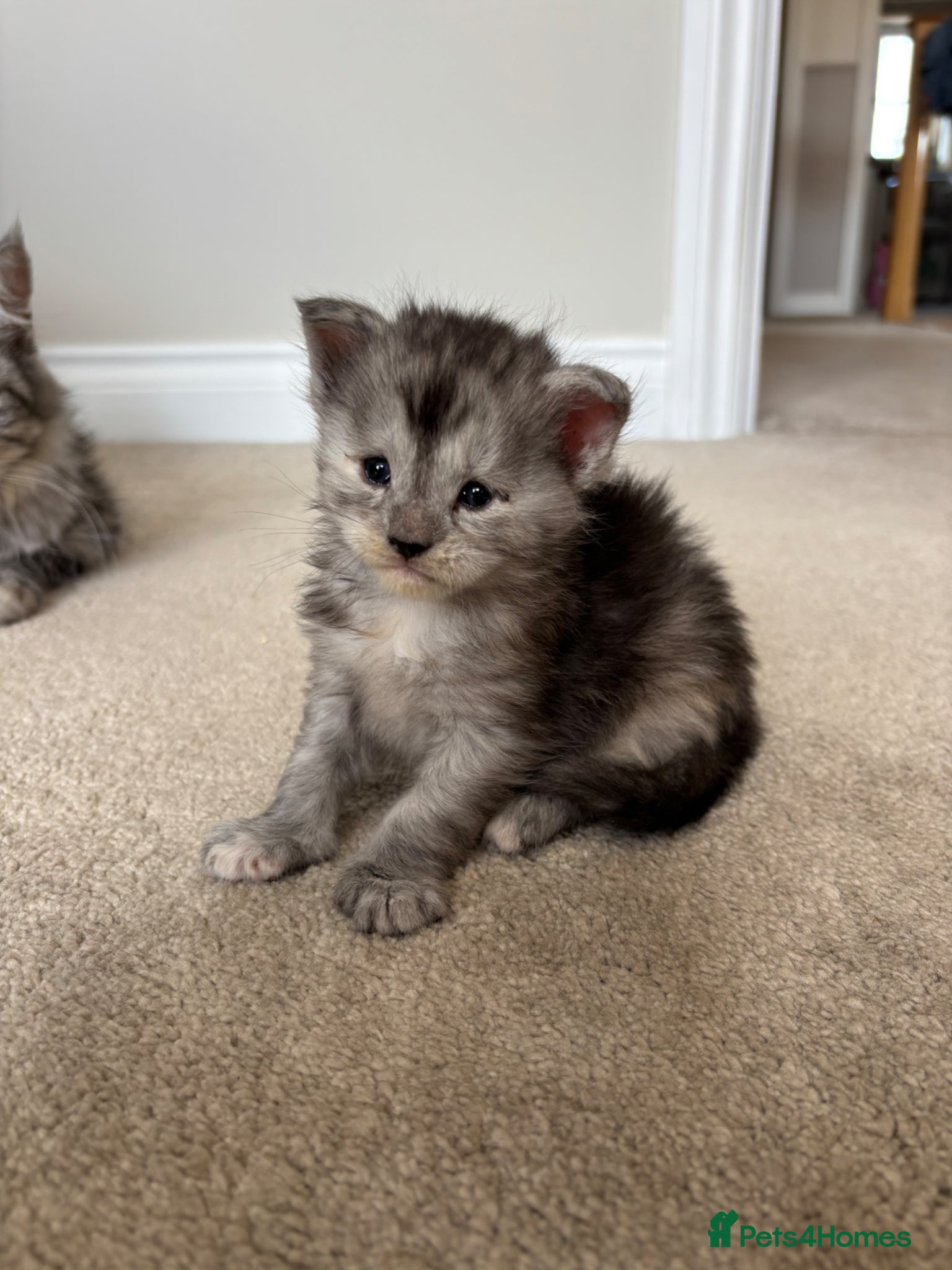 Maine Coon cats for sale: TICA Maine Coon Kittens  - Advert 11