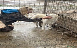 Mixed Breed dogs for adoption: Song - Norwich Norfolk  - Image 5