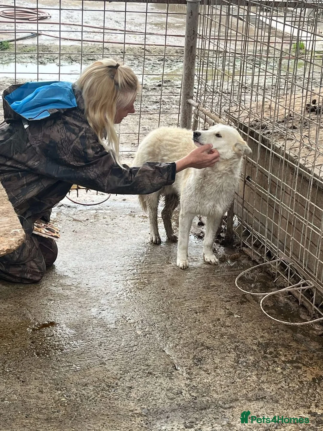 Mixed Breed dogs for adoption: Song - Norwich Norfolk  - Advert 5