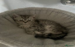 Persian cats for sale: Persians 🌸  - Image 7