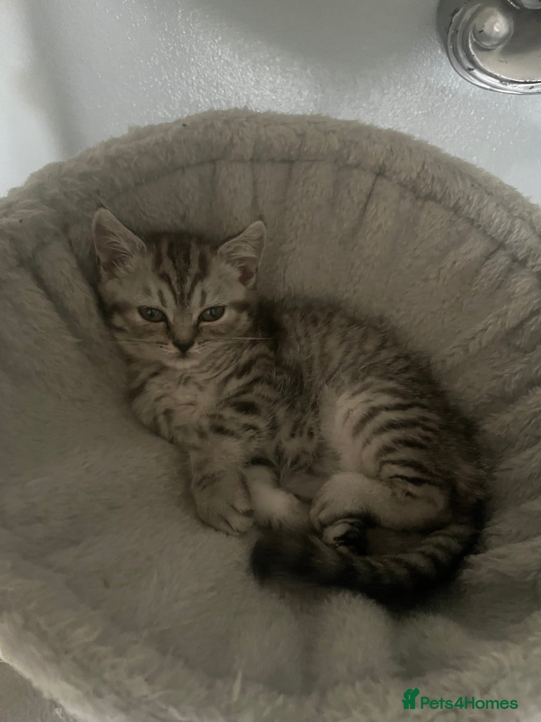 Persian cats for sale: Persians 🌸  - Image 7