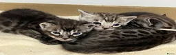 Bengal cats for sale: Rare Silver smoke Baby Bengals  in Stowmarket - Advert 3