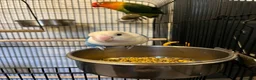 Lovebirds birds for sale: 2 lovebird pairs and cage for sale. in Brierley Hill - Advert 3
