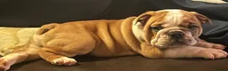 English Bulldog dogs for sale: KC registered Red and White chunky puppies  - Advert 3