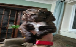 Cocker Spaniel dogs for sale: Spaniel puppies - Image 3