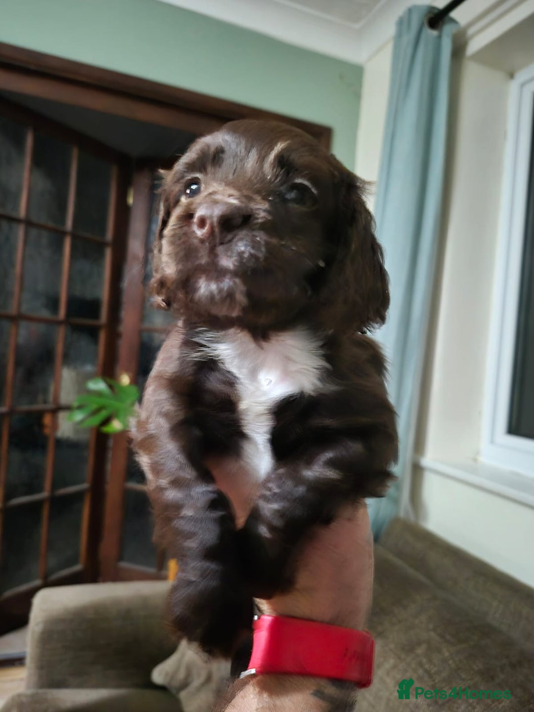 Cocker Spaniel dogs for sale: Spaniel puppies - Image 3