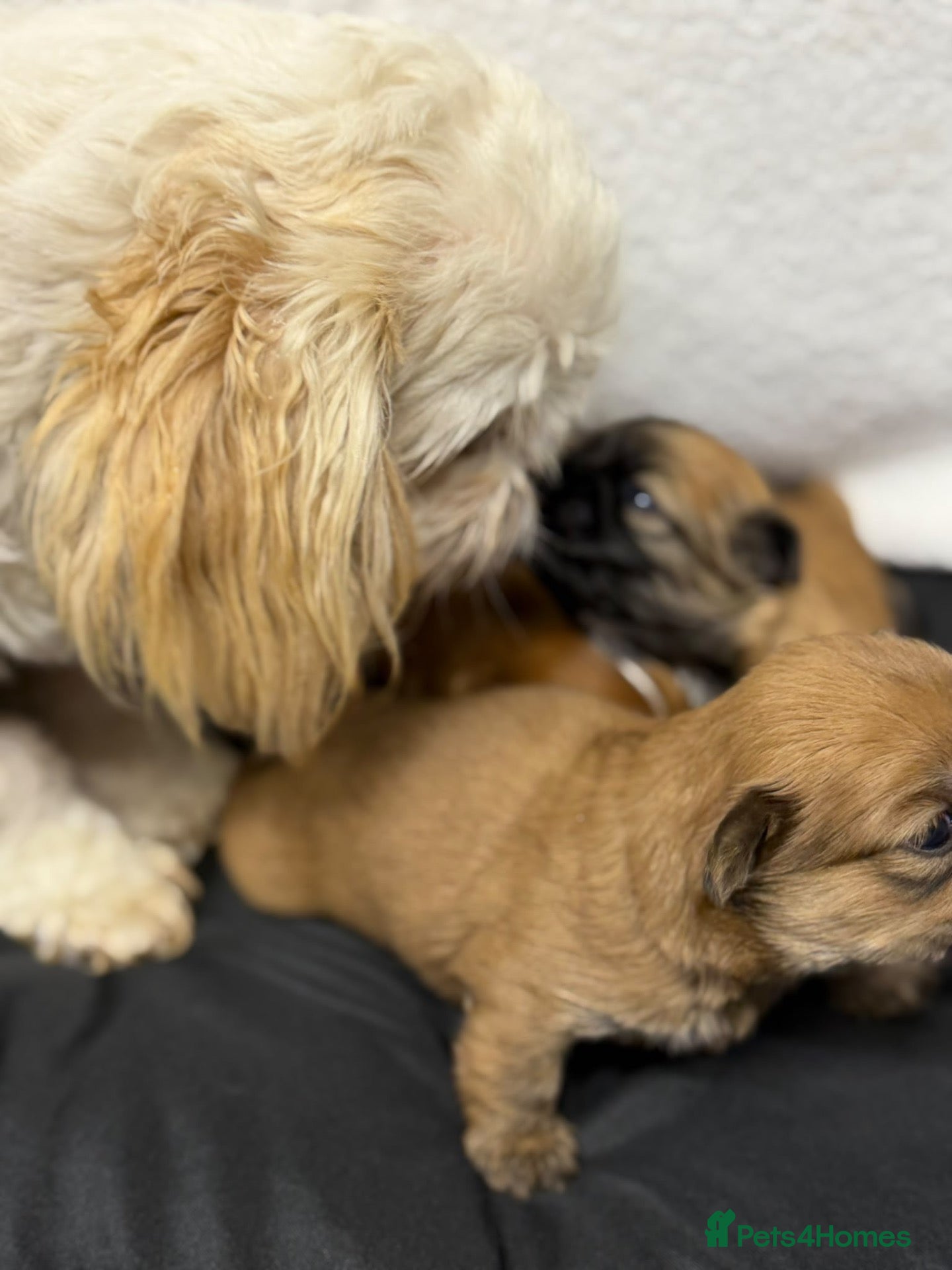 Shih Tzu dogs Shihtzu babies - Advert 1