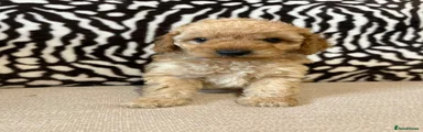 Mixed Breed Puppy 6