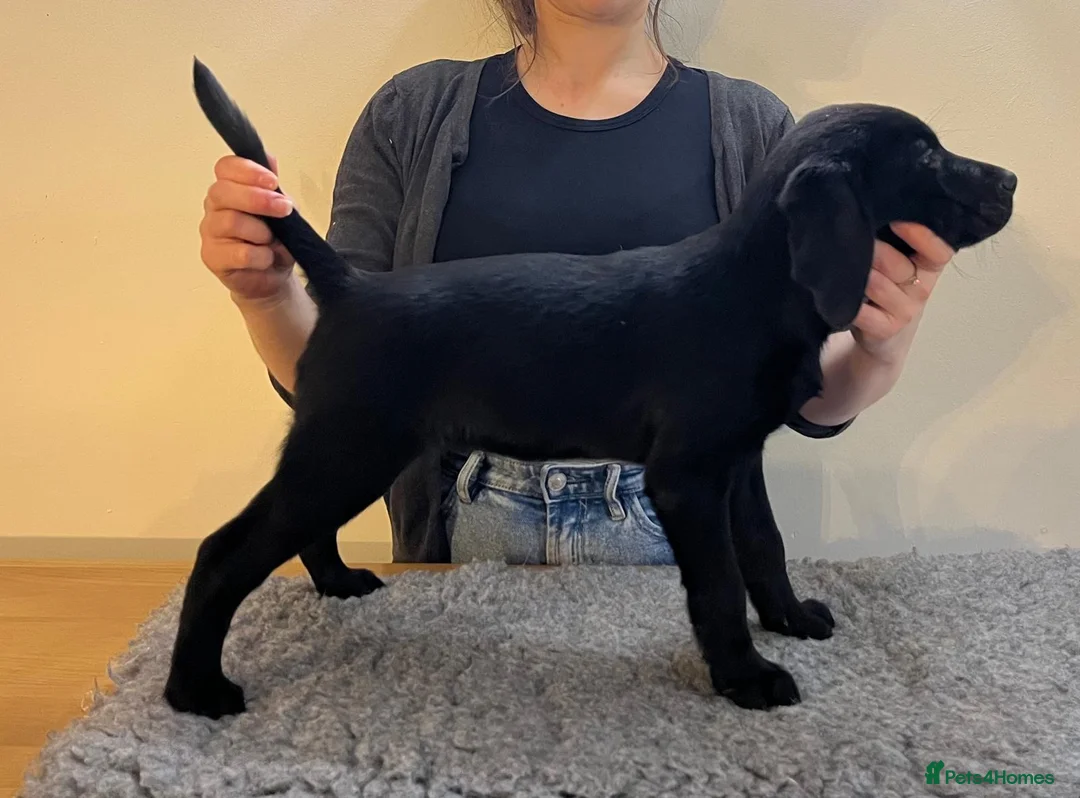 Labrador Retriever dogs for sale: KC registered working Labrador Retreiver puppies - Advert 6