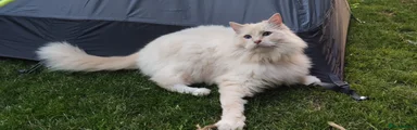 Ragdoll 1
