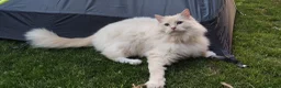 Ragdoll cats for sale: Ragdoll in need of a new home - Advert 31