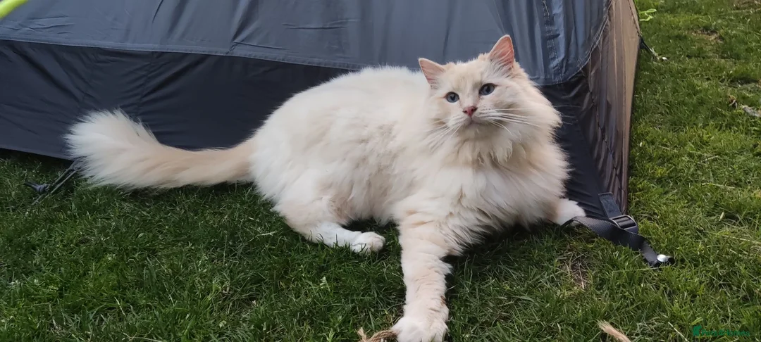 Ragdoll cats for sale: Ragdoll in need of a new home - Advert 31