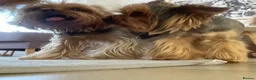 Yorkshire Terrier dogs for sale: Beautiful Yorkshire Terrier Puppies KC reg. - Advert 5