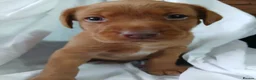 Labrador Retriever dogs for sale: Chunky fox red labrador  - Advert 3