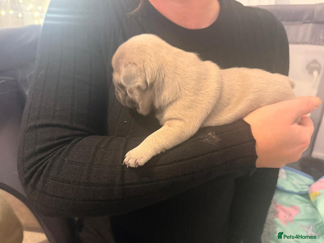 French Bulldog dogs for sale: Beautiful chunky frenchie puppies - Advert 7