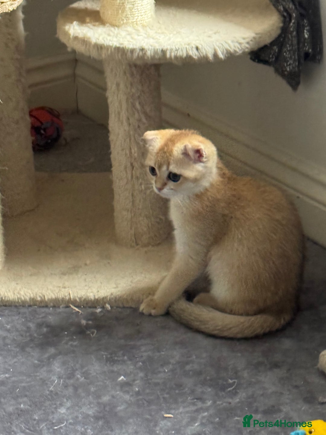 Scottish Fold cats for sale: elite purebred friendly Scottish Fold and Straight - Image 12